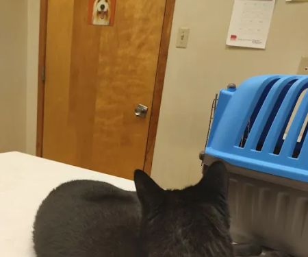 Tallmadge Animal Hospital