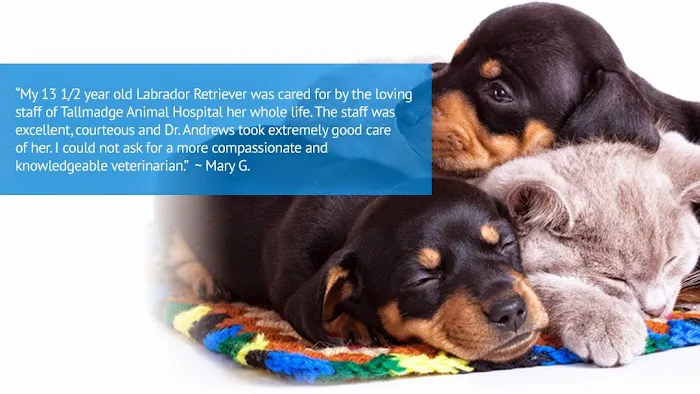 Tallmadge Animal Hospital Picture 3