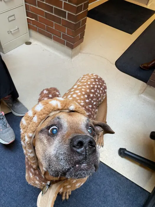 Tallmadge Animal Hospital Picture 2