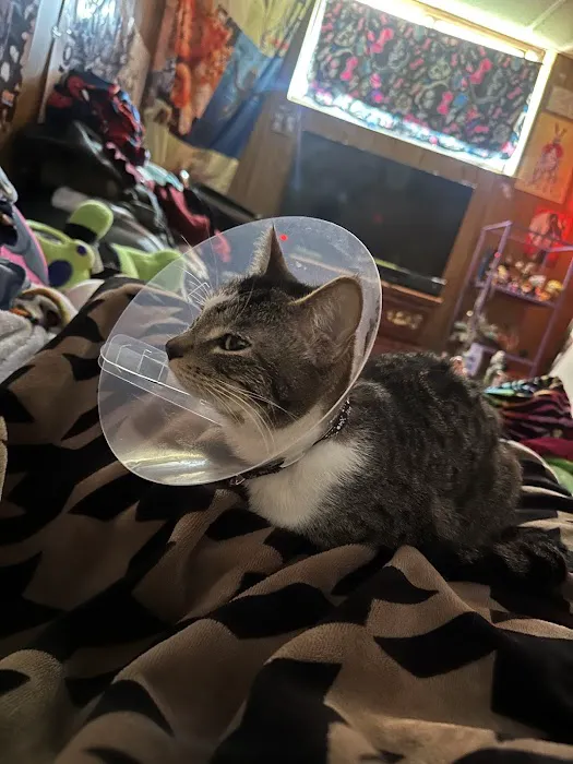 The Great Life Spay Neuter Picture 4