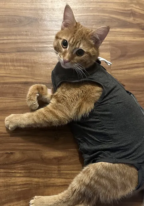 The Great Life Spay Neuter Picture 5
