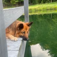 Sigler Animal Hospital ico