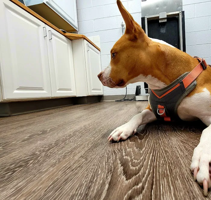 Sigler Animal Hospital Picture 7