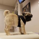Buckeye Veterinary Clinic