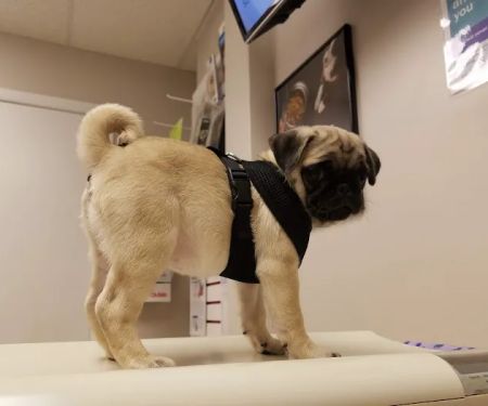 Buckeye Veterinary Clinic