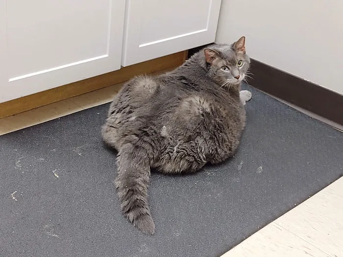 Buckeye Veterinary Clinic Picture 8