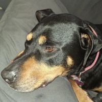 Manchester Animal Clinic ico
