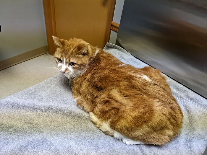 Manchester Animal Clinic Picture 2
