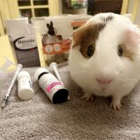 Metropolitan Veterinary Hospital Cleveland ico