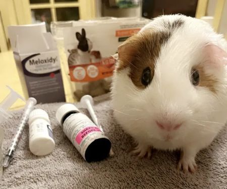Metropolitan Veterinary Hospital Cleveland