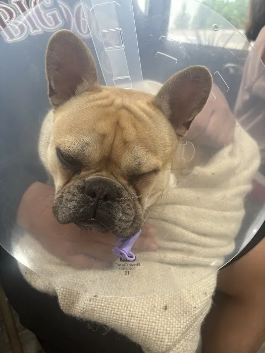 Metropolitan Veterinary Hospital Cleveland Picture 6
