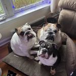 Cleveland Veterinary Rehabilitation