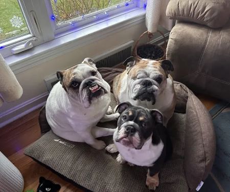 Cleveland Veterinary Rehabilitation