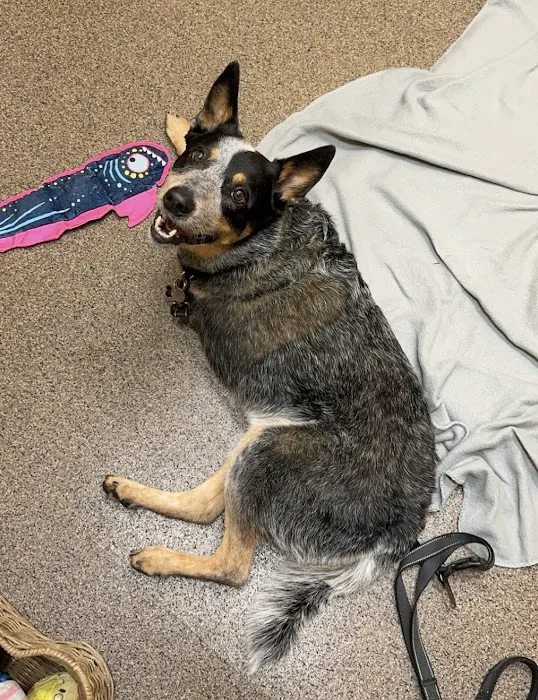 Cleveland Veterinary Rehabilitation Picture 8