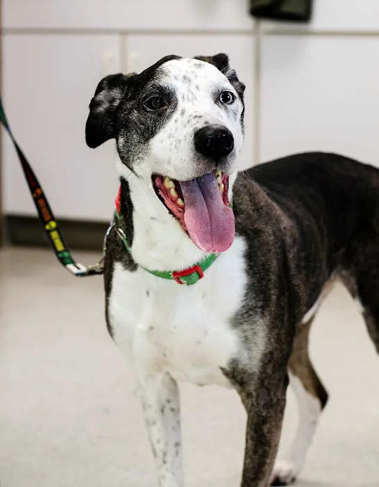 Richman Animal Clinic Picture 9