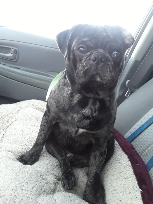 PetFix Northeast Ohio Picture 7