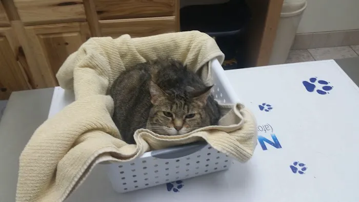 Lakeland Animal Clinic Picture 5