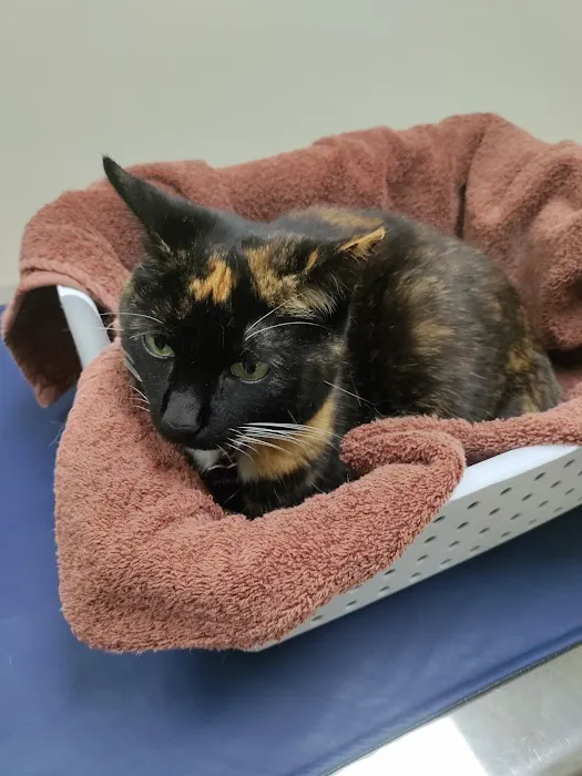 Lakeland Animal Clinic Picture 9