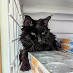 Beachland Animal Hospital