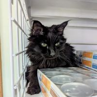 Beachland Animal Hospital ico
