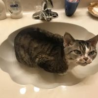 Hillcrest Animal Hospital ico