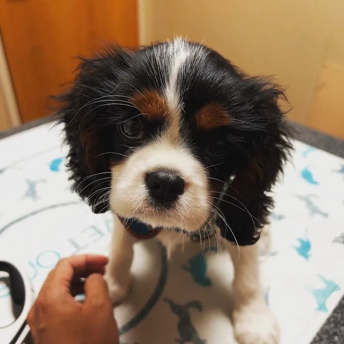 Hillcrest Animal Hospital Picture 7