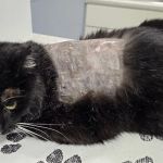 Champlain Veterinary Clinic