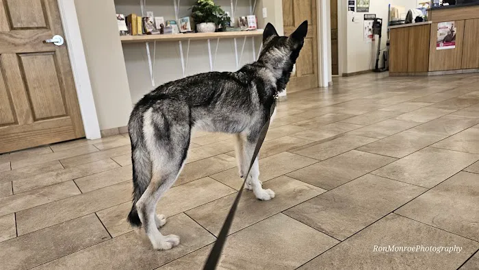 Champlain Veterinary Clinic Picture 4