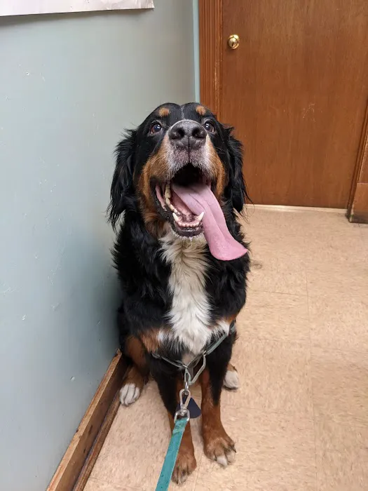 Champlain Veterinary Clinic Picture 9