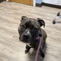 Tanneberger Veterinary Hospital ico