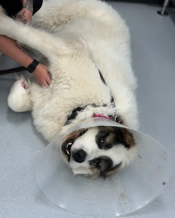 PetMedic Urgent Care Vet Clinic - Portsmouth Picture 6