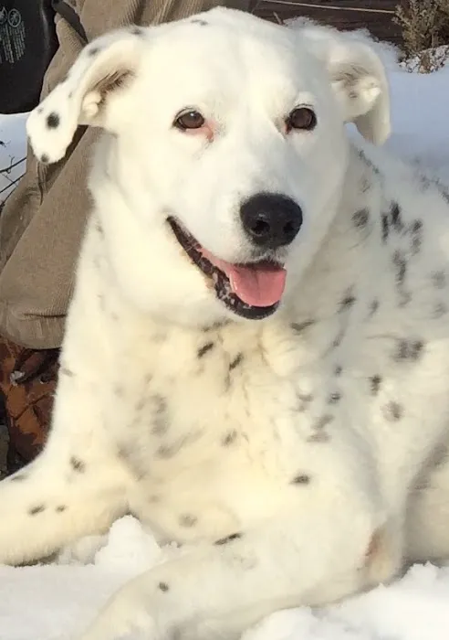 Piscataqua Animal Hospital Picture 5