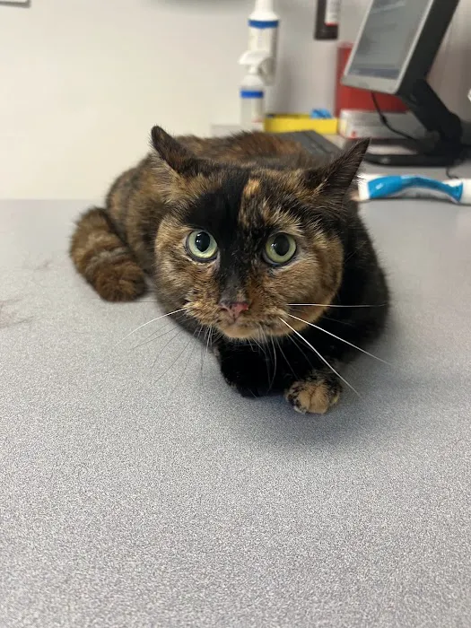 Piscataqua Animal Hospital Picture 3