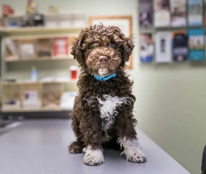 Piscataqua Animal Hospital Picture 4