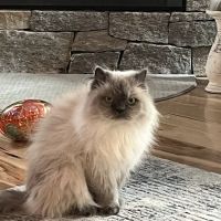 Kittery Animal Hospital ico