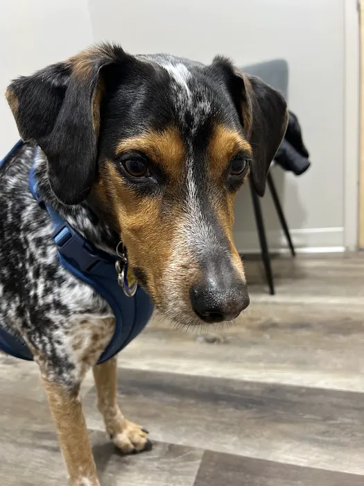 Lafayette Animal Hospital Picture 5