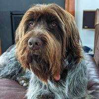 Lafayette Animal Hospital ico