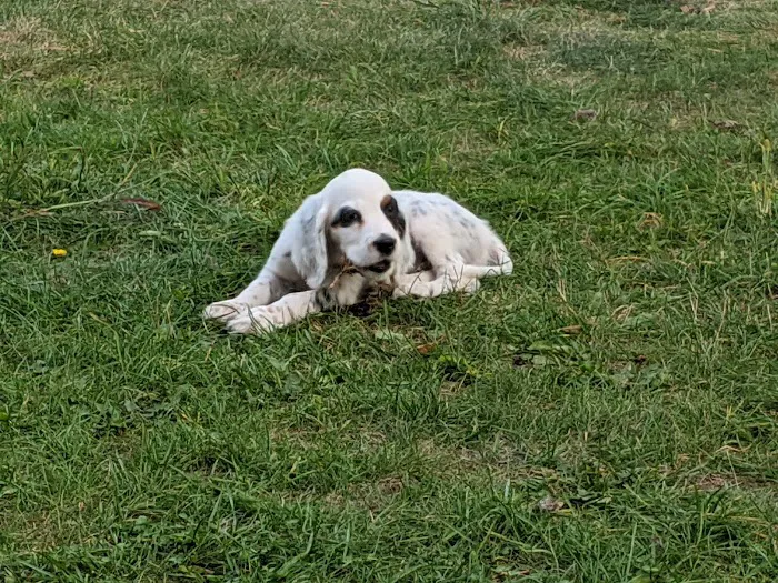 Lafayette Animal Hospital Picture 8