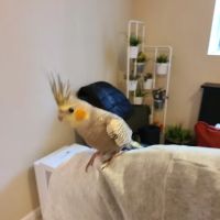 Sagamore Animal Hospital ico