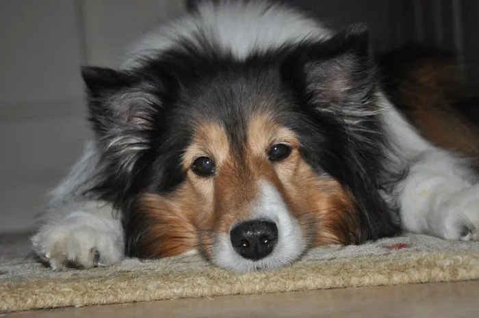 Sagamore Animal Hospital Picture 9