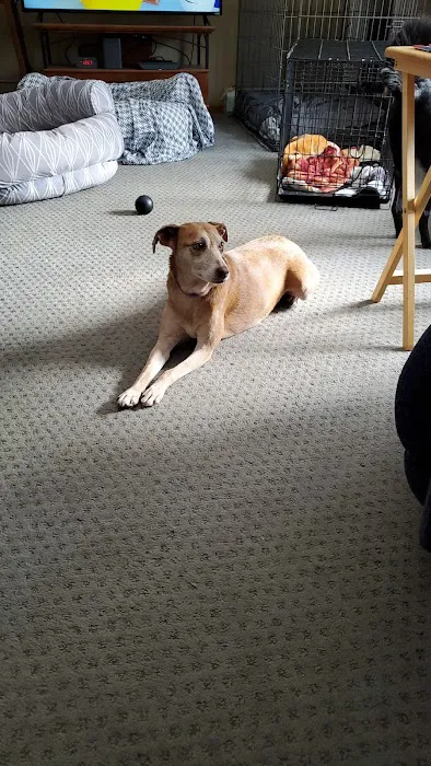 Tails of Rye Canine Rehabilitation Picture 1