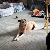Tails of Rye Canine Rehabilitation ico