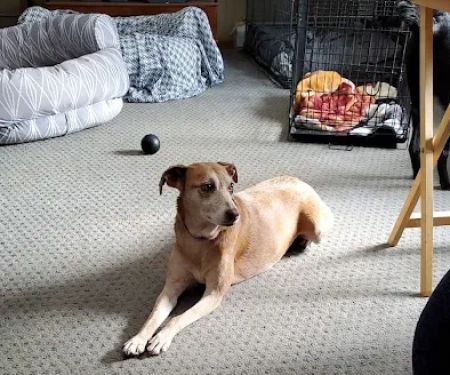 Tails of Rye Canine Rehabilitation