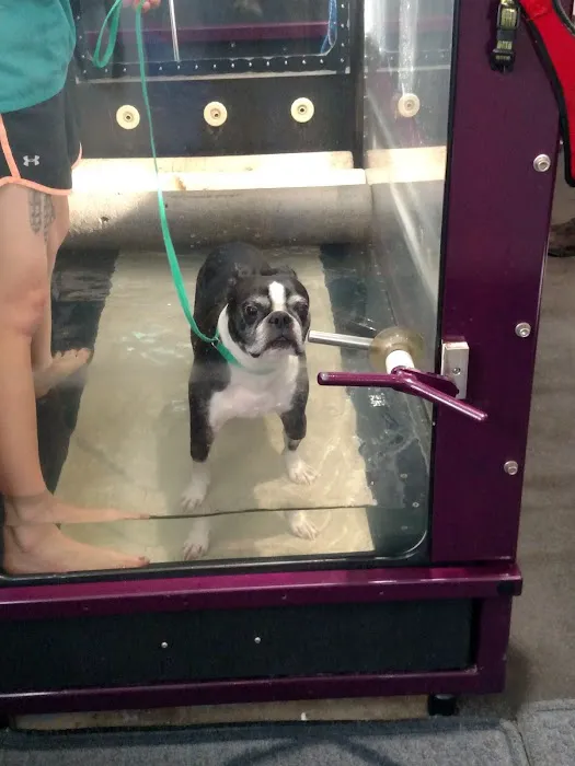Tails of Rye Canine Rehabilitation Picture 7