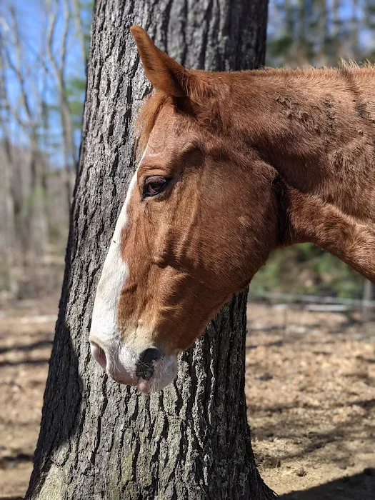Seacoast Equine Picture 1