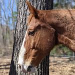Seacoast Equine