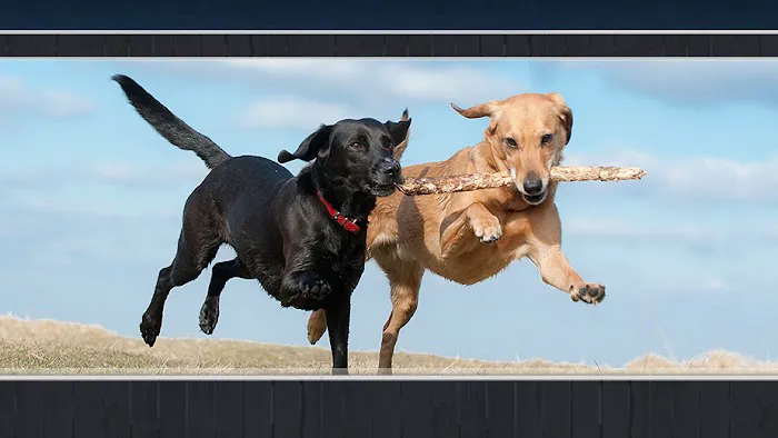 Hampton Animal Hospital Picture 3