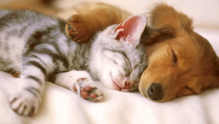 Hampton Animal Hospital Picture 4