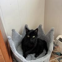 Hampton Animal Hospital ico