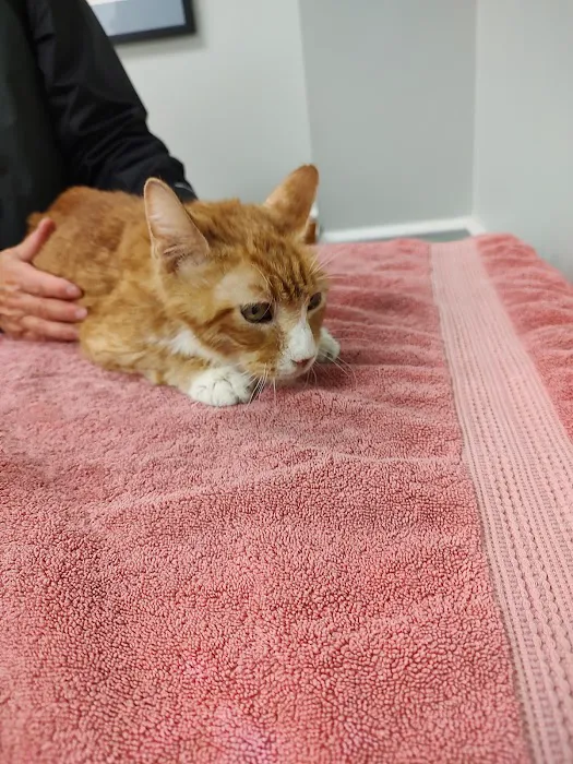 Health & Wellness Animal Hospital Picture 1